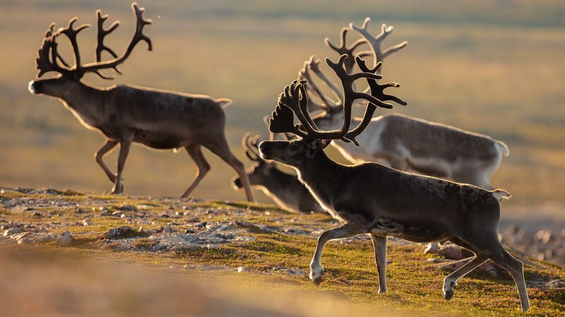 Reindeer Herd Running — Brown