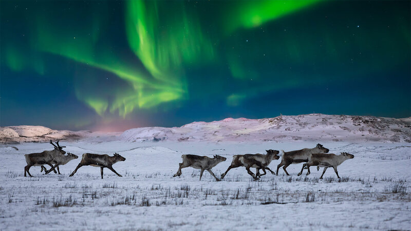 Reindeer Herd Running — Green