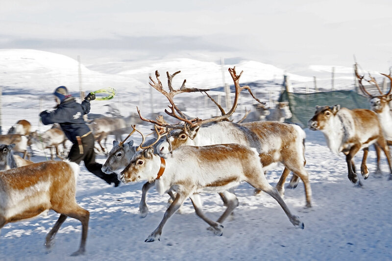 Reindeer Herd Running