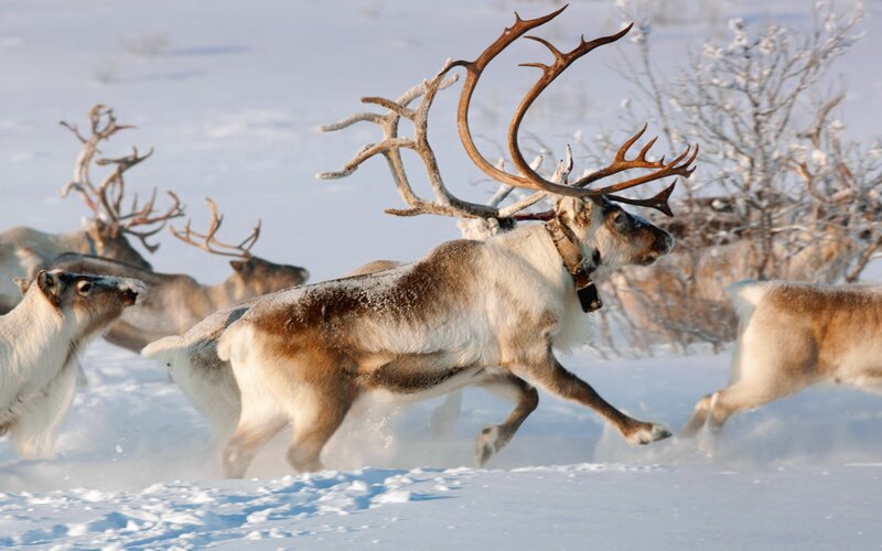 Reindeer Herd Running — White