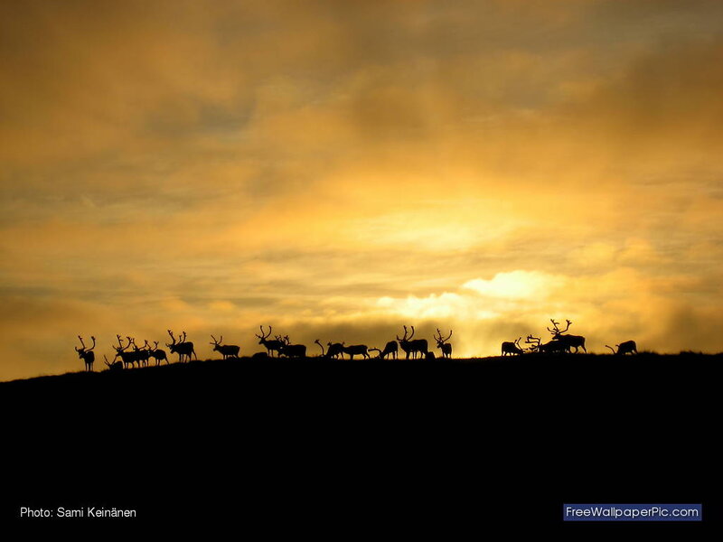Reindeer Herd Silhouette