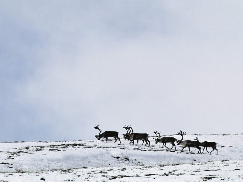 Reindeer Herd Walking