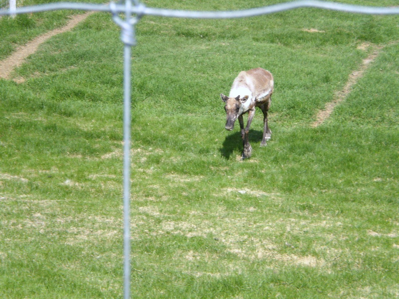 Reindeer in a grassy field