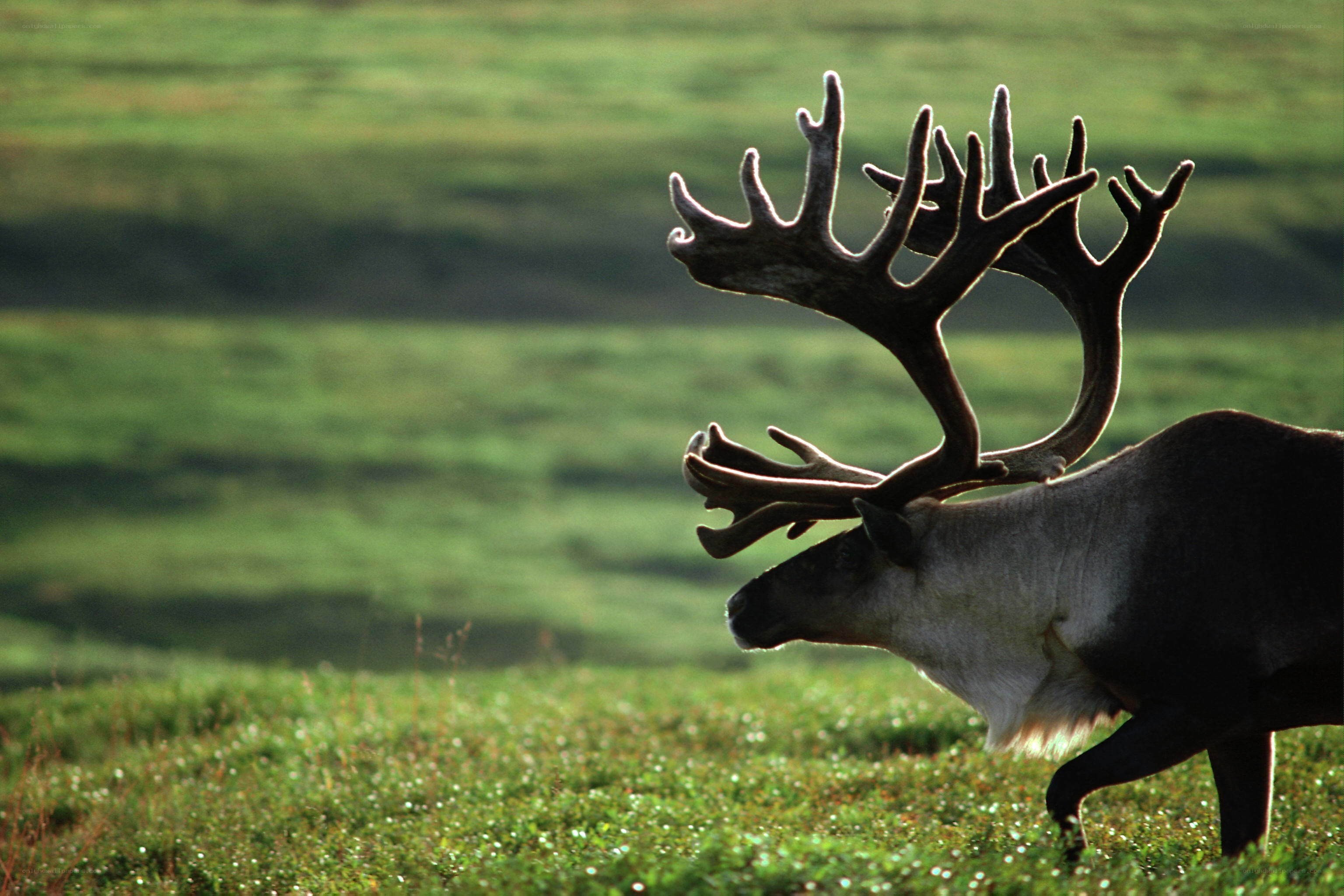 Reindeer in a green field