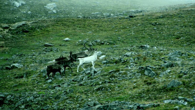 Reindeer in a misty landscape