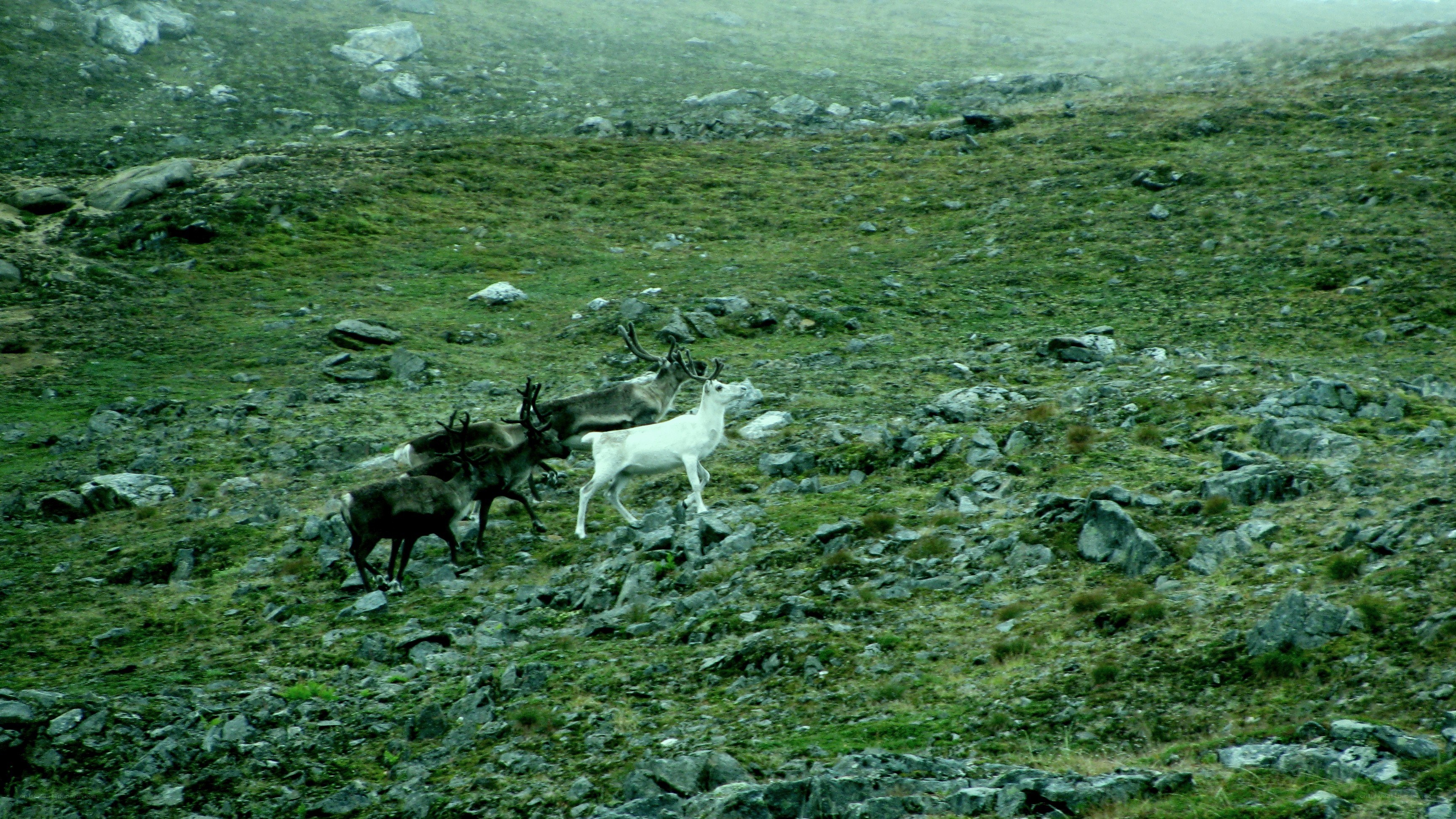 Reindeer in a misty landscape
