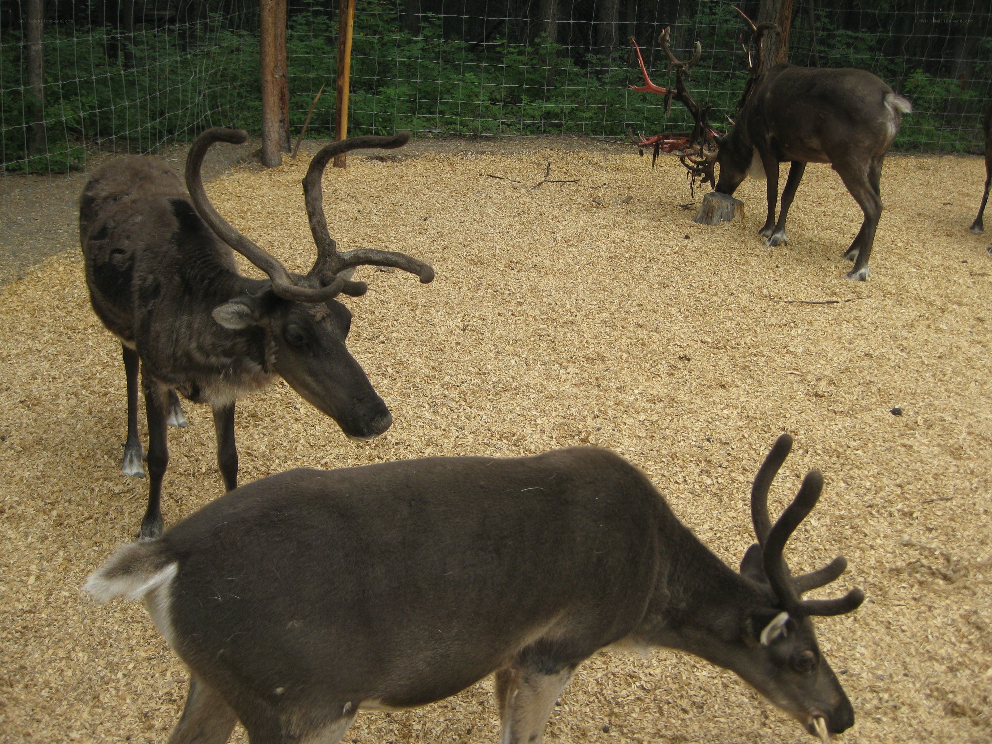 reindeer in an enclosure