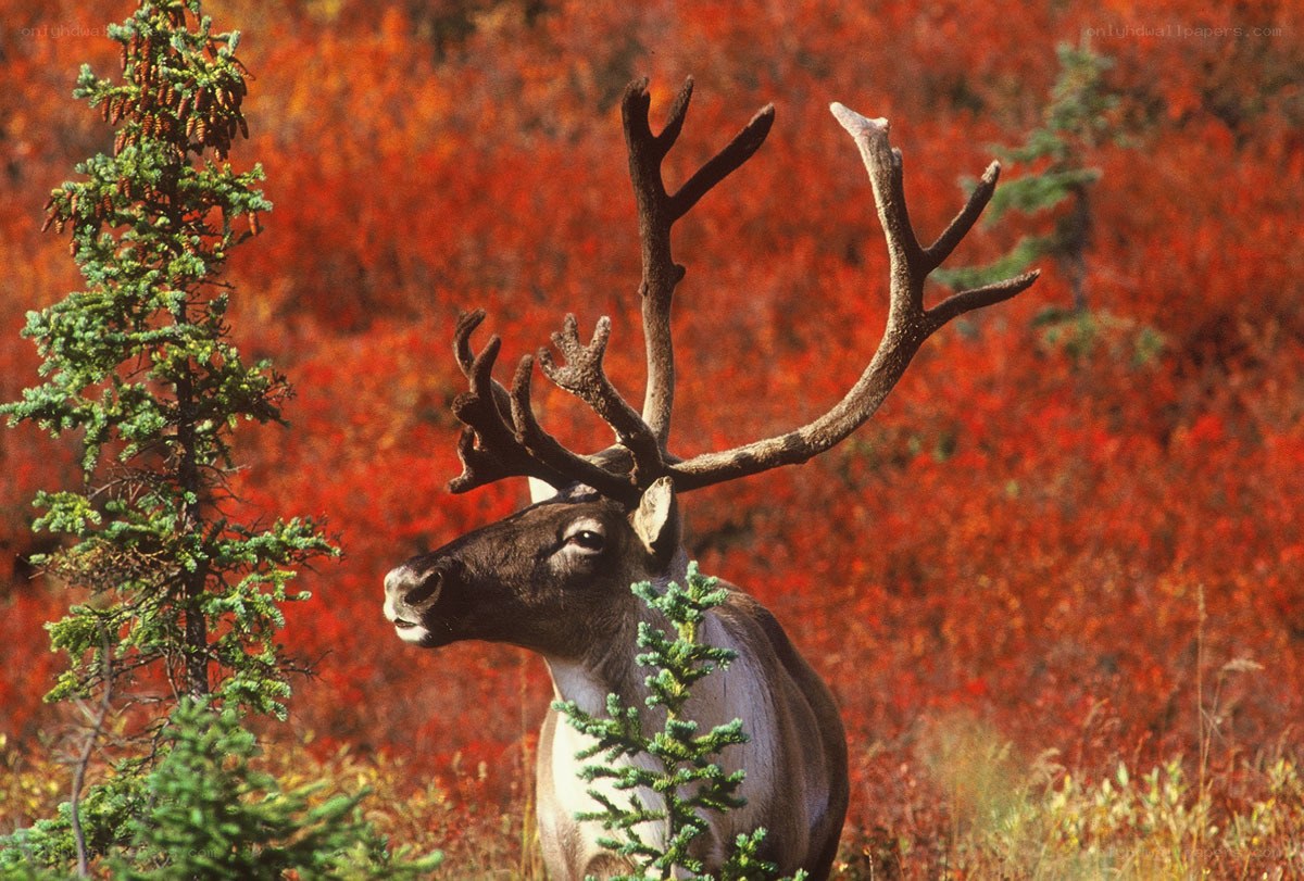 Reindeer in autumn forest