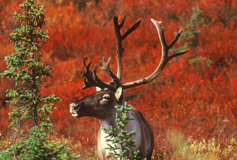 Reindeer in Autumn