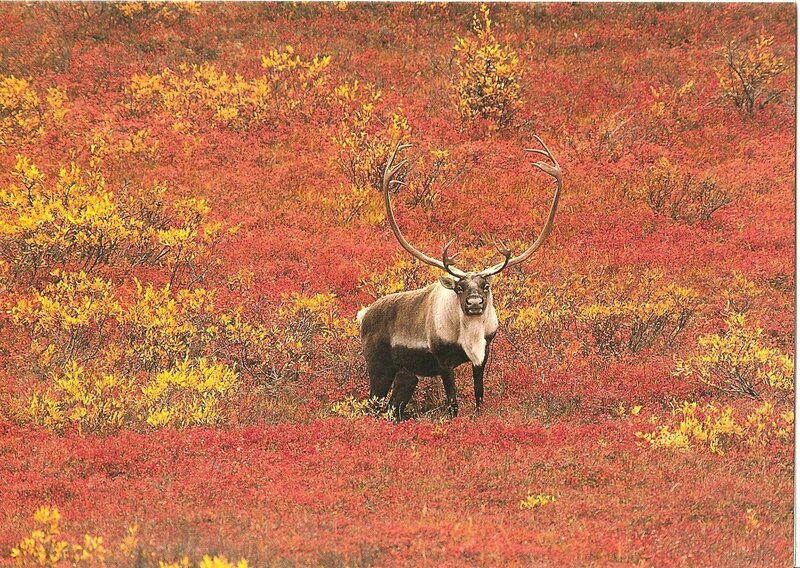 Reindeer in autumn tundra