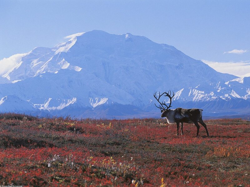 Reindeer in autumn tundra