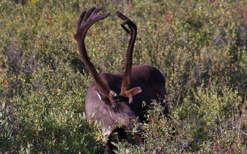 Reindeer in Bushes