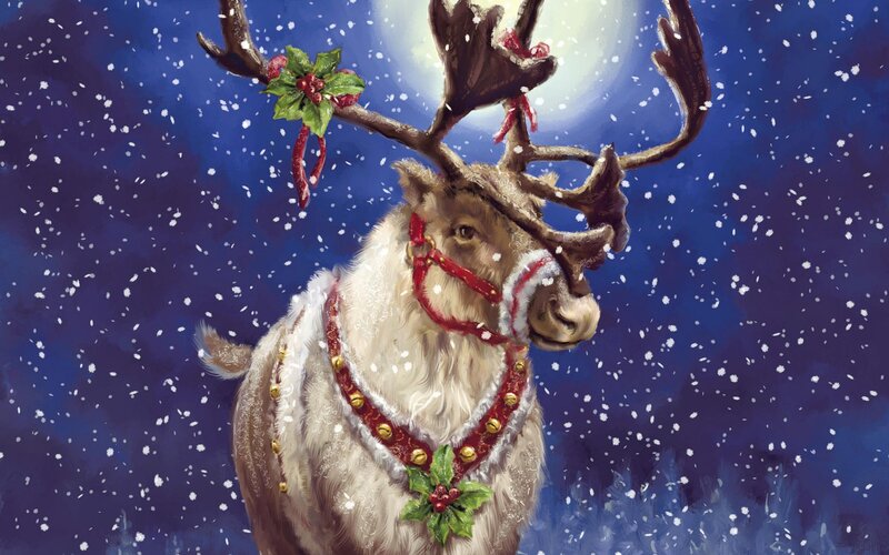 Reindeer in festive gear