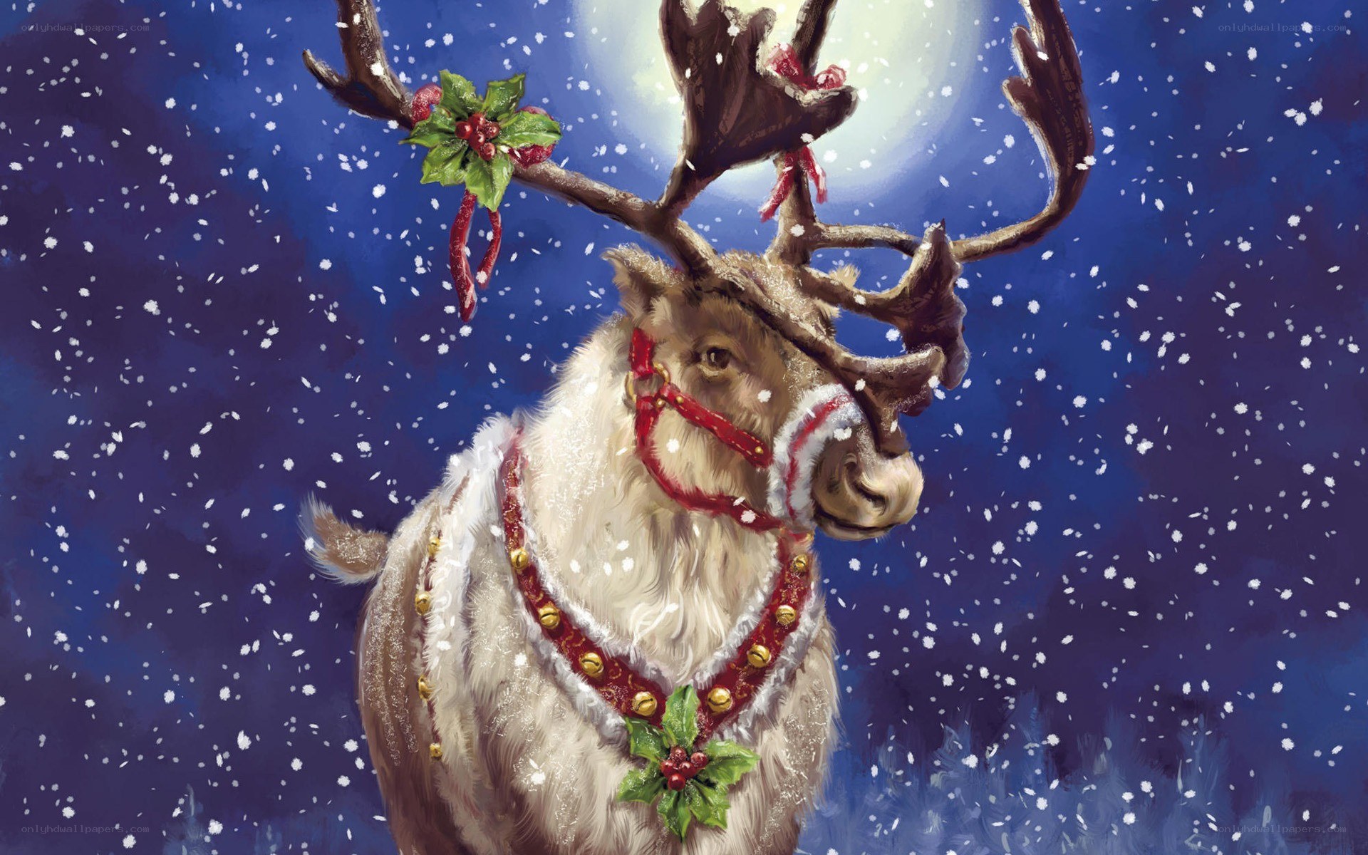 Reindeer in festive gear