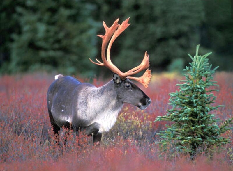 Reindeer in Field