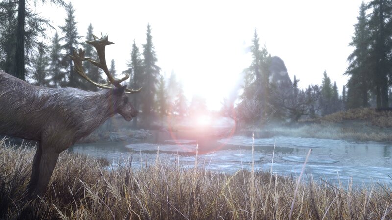Reindeer in Forest — Brown
