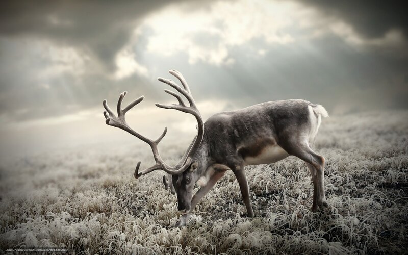Reindeer in frosty field