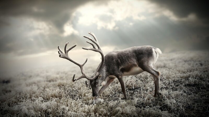 Reindeer in Frosty Field — Gray, Dramatic