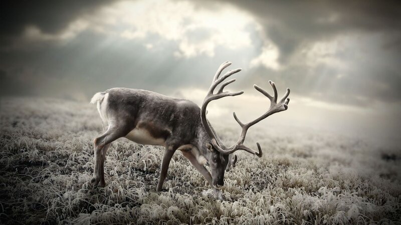Reindeer in Frosty Field — Gray, Dramatic, Winter