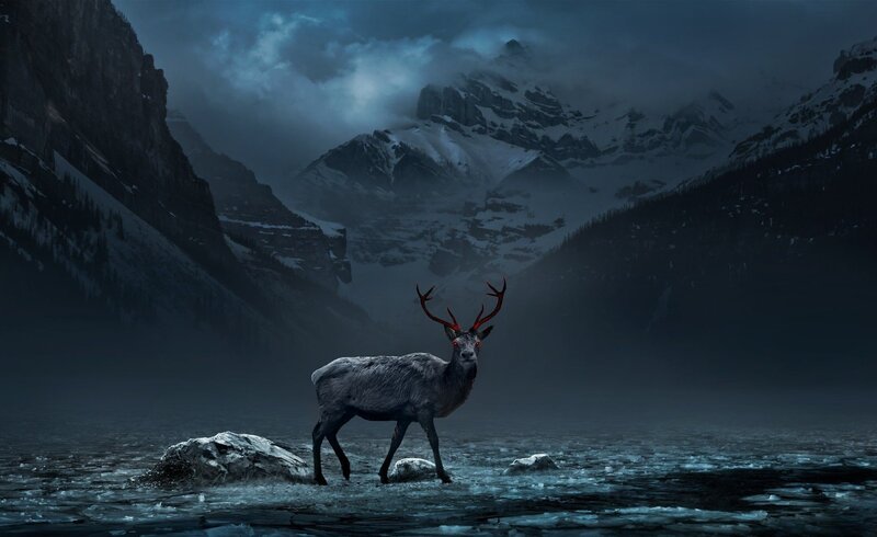 Reindeer in Icy Water