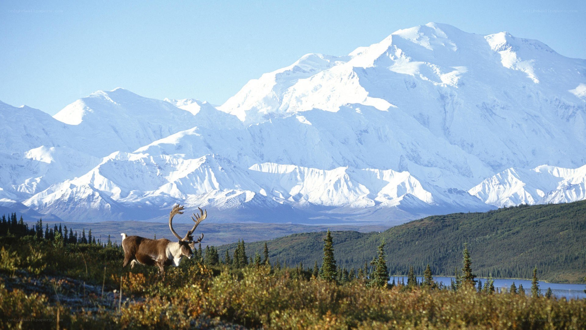 Reindeer in mountain landscape