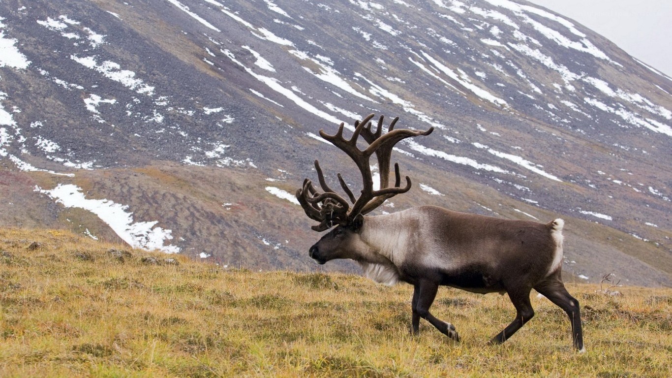 Reindeer in mountain landscape