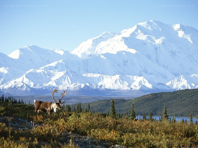 Reindeer in mountain landscape