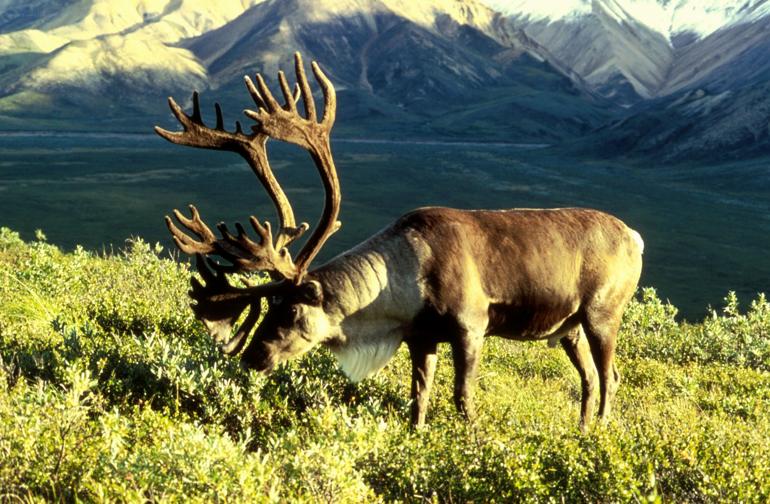 Reindeer in mountain landscape