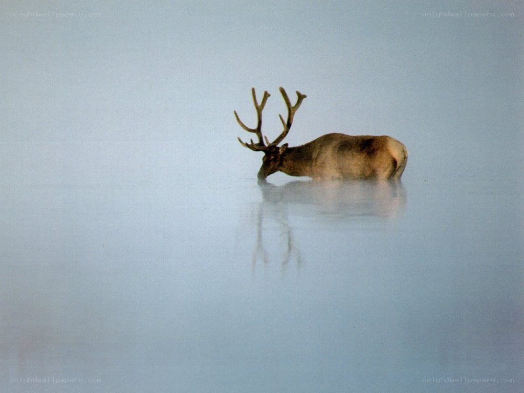Reindeer in shallow water