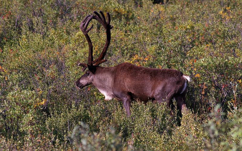 Reindeer in Shrubbery