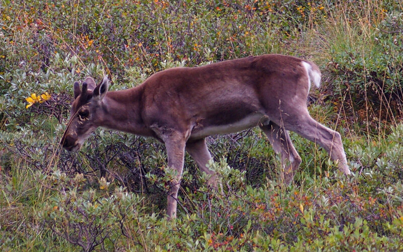 Reindeer in Shrubs