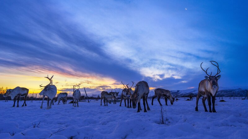 Reindeer in Snow — Blue, Serene