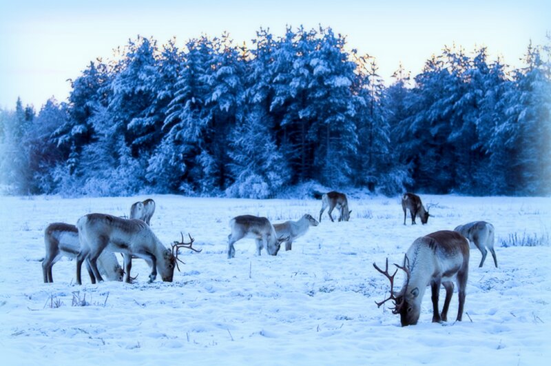 Reindeer in Snow — Blue