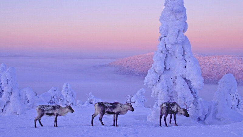 Reindeer in Snow — Purple, Serene