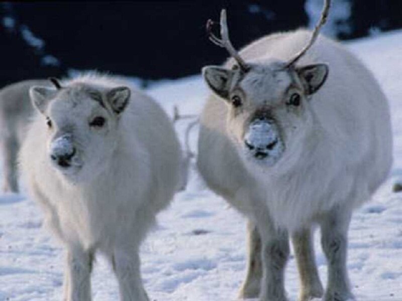 Reindeer in Snow — White, Calm