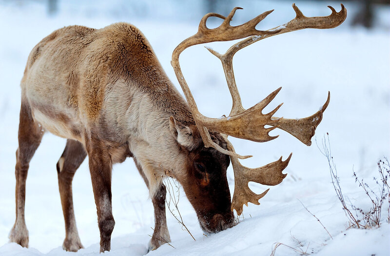 Reindeer in Snow — White, Calm, Winter