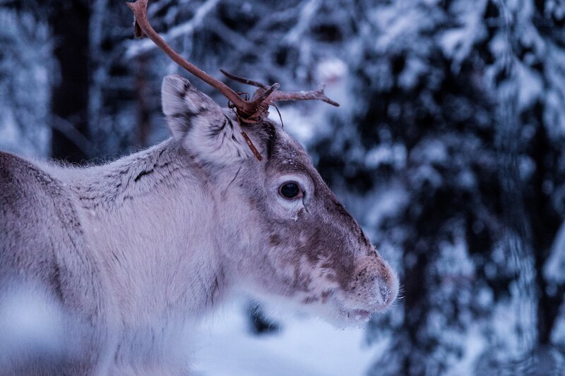 Reindeer in Snow — White, Cold, Winter