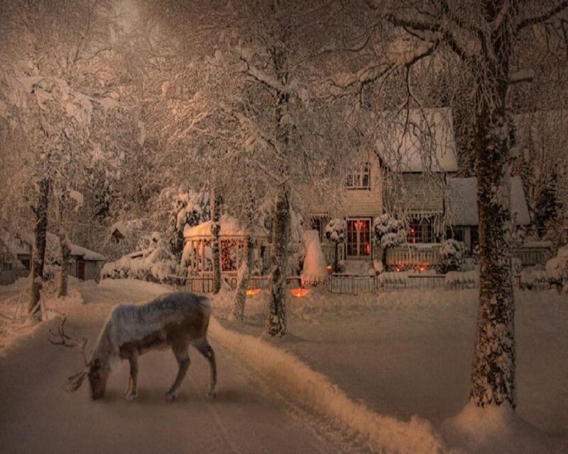 Reindeer in Snow — White, Serene, Night