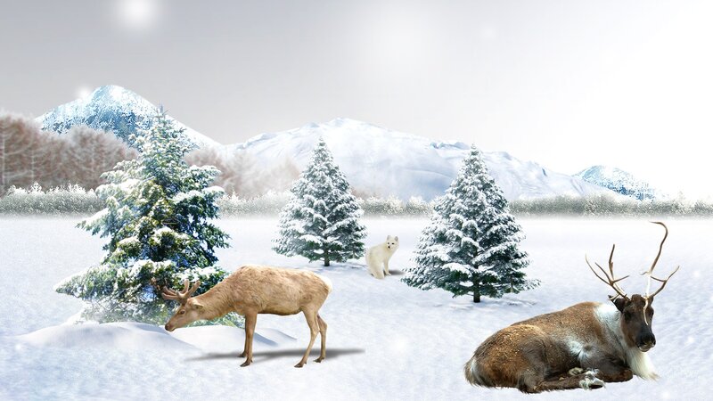 Reindeer in Snow — White, Serene