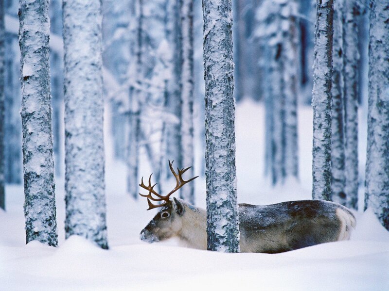 Reindeer in Snow — White, Serene, Winter, Photograph, Trees, Antlers