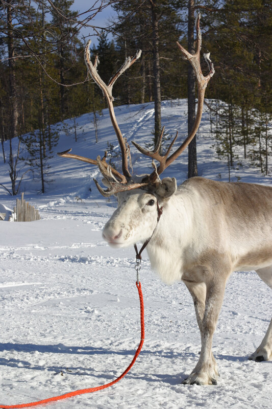 Reindeer in Snow — White, Serene, Winter, Photograph, Trees, Rope