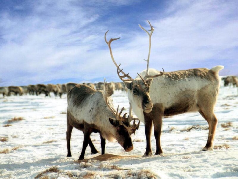 Reindeer in Snow — White, Serene, Winter