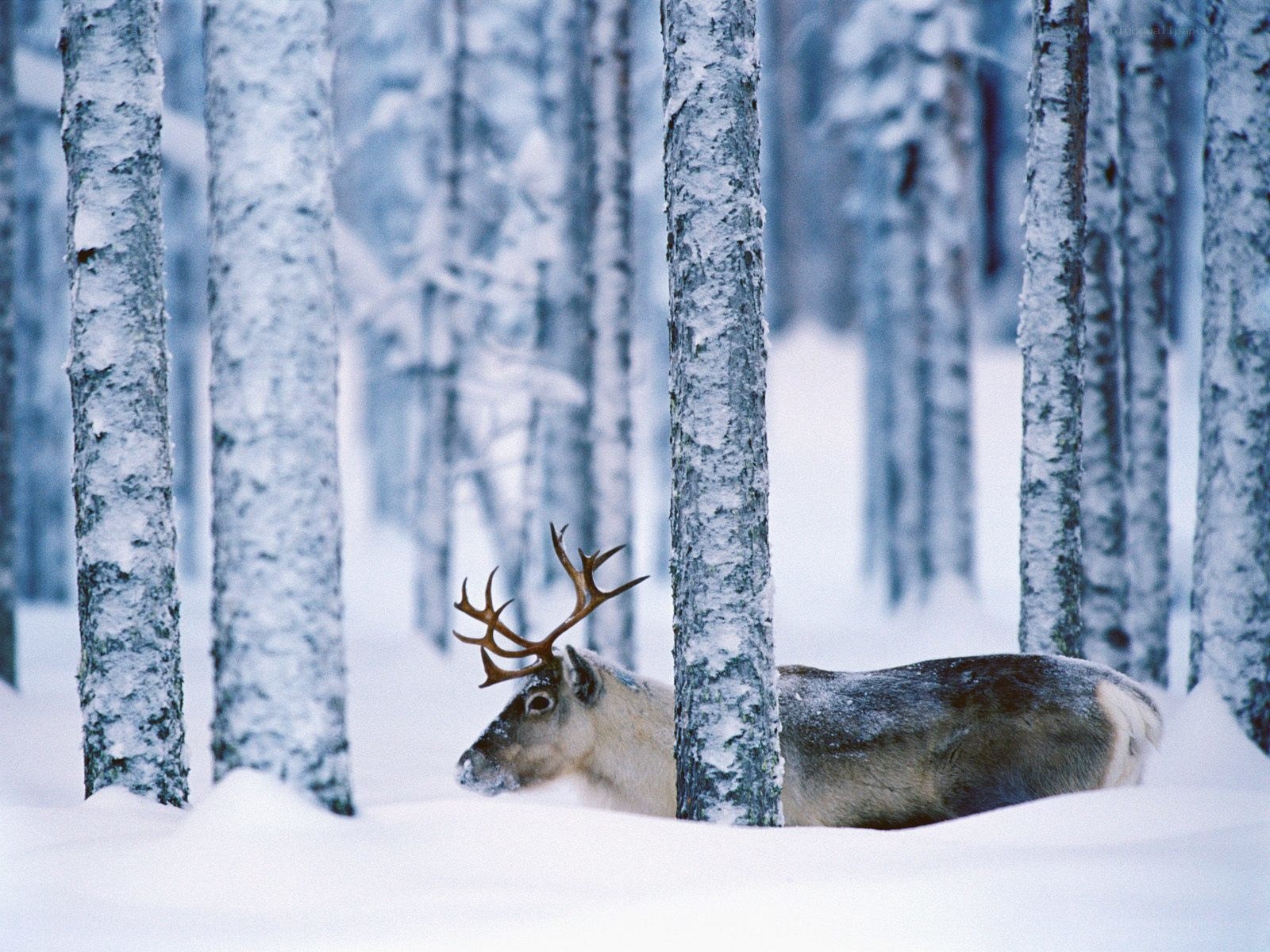 Reindeer in snowy forest