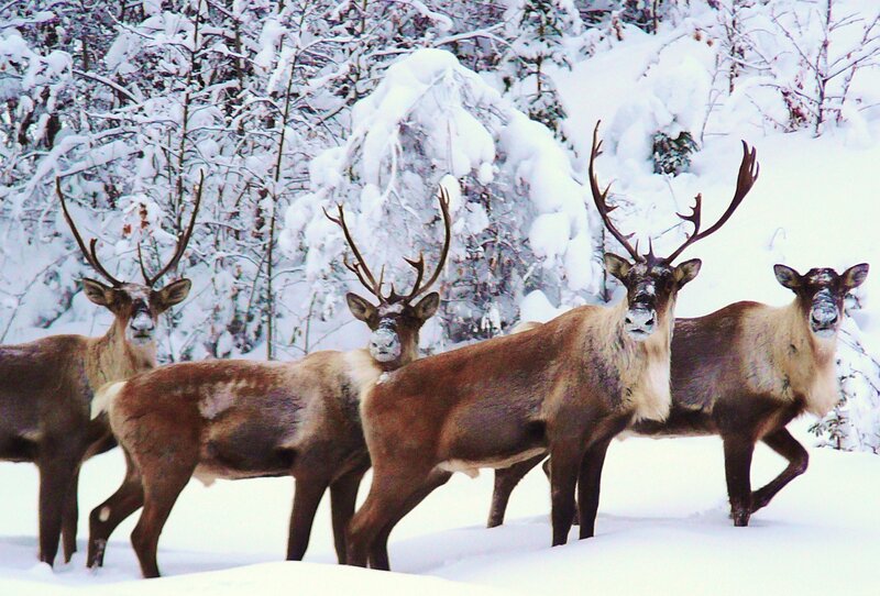 Reindeer in snowy forest