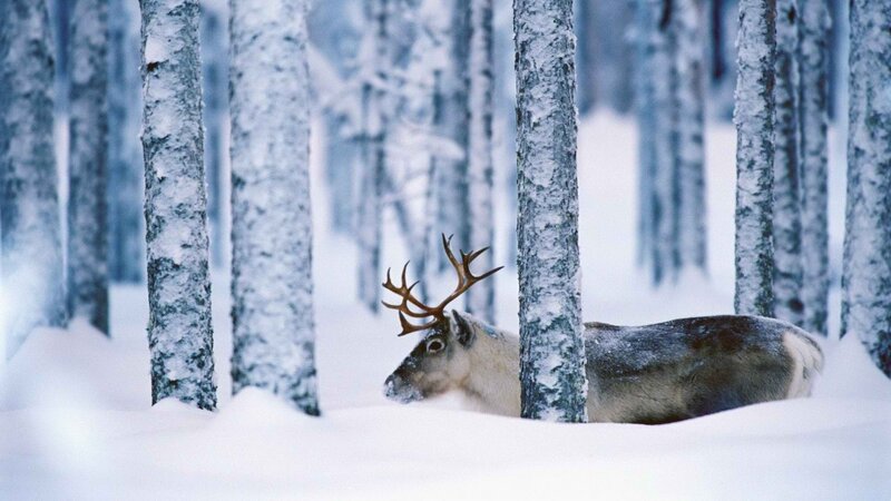 Reindeer in snowy forest