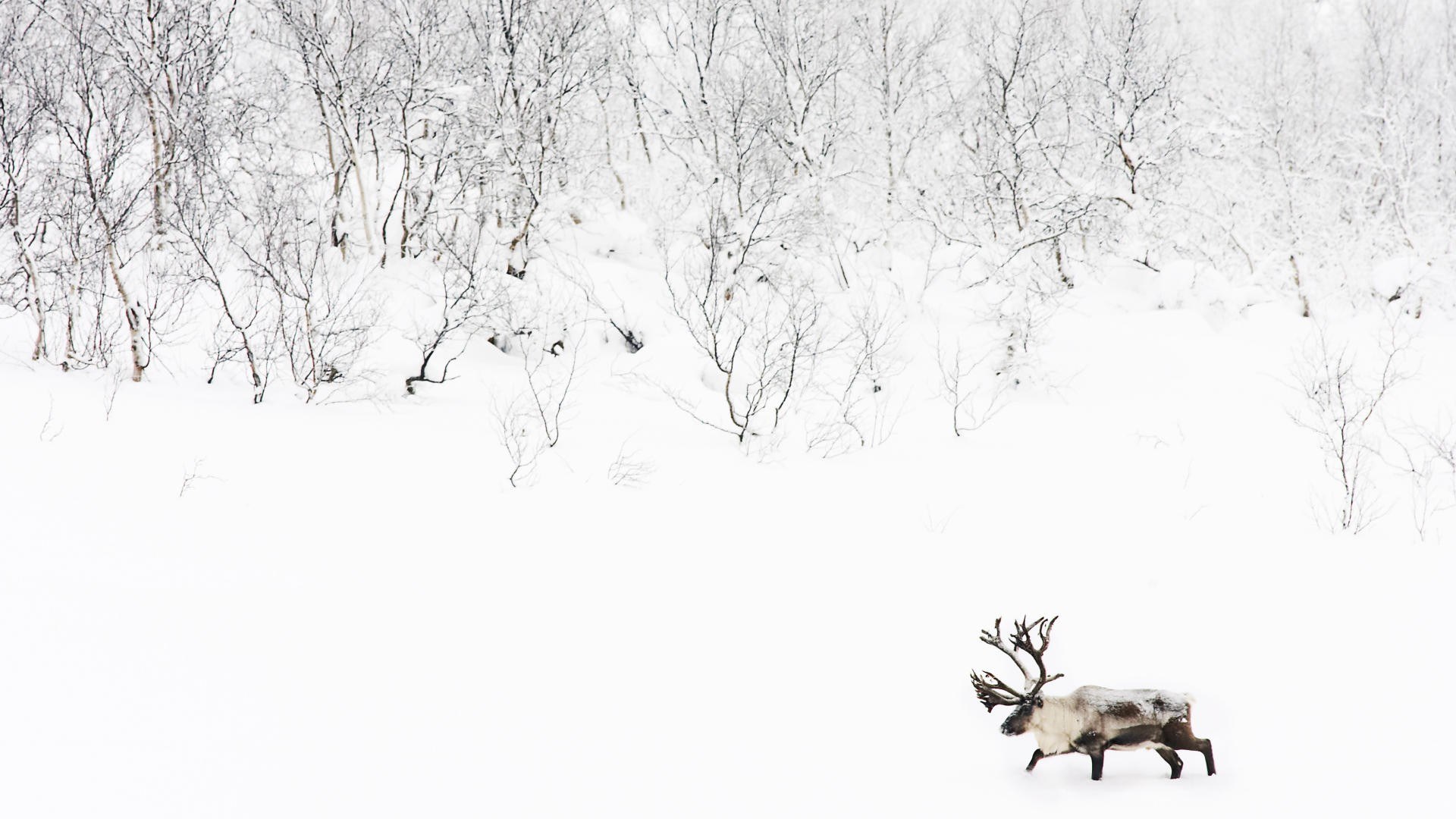 Reindeer in snowy forest