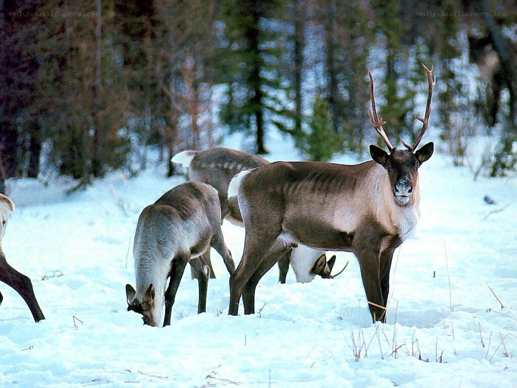 Reindeer in snowy forest