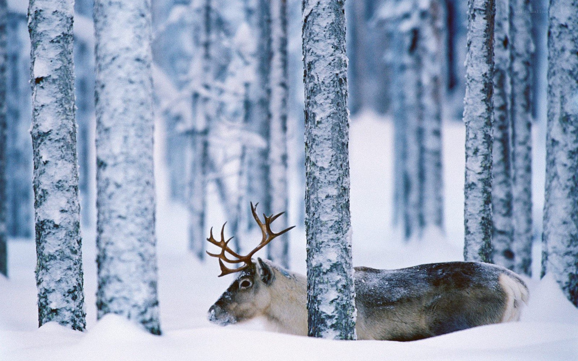 Reindeer in snowy forest