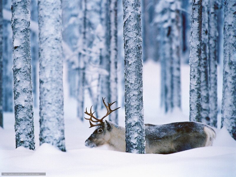 Reindeer in snowy forest