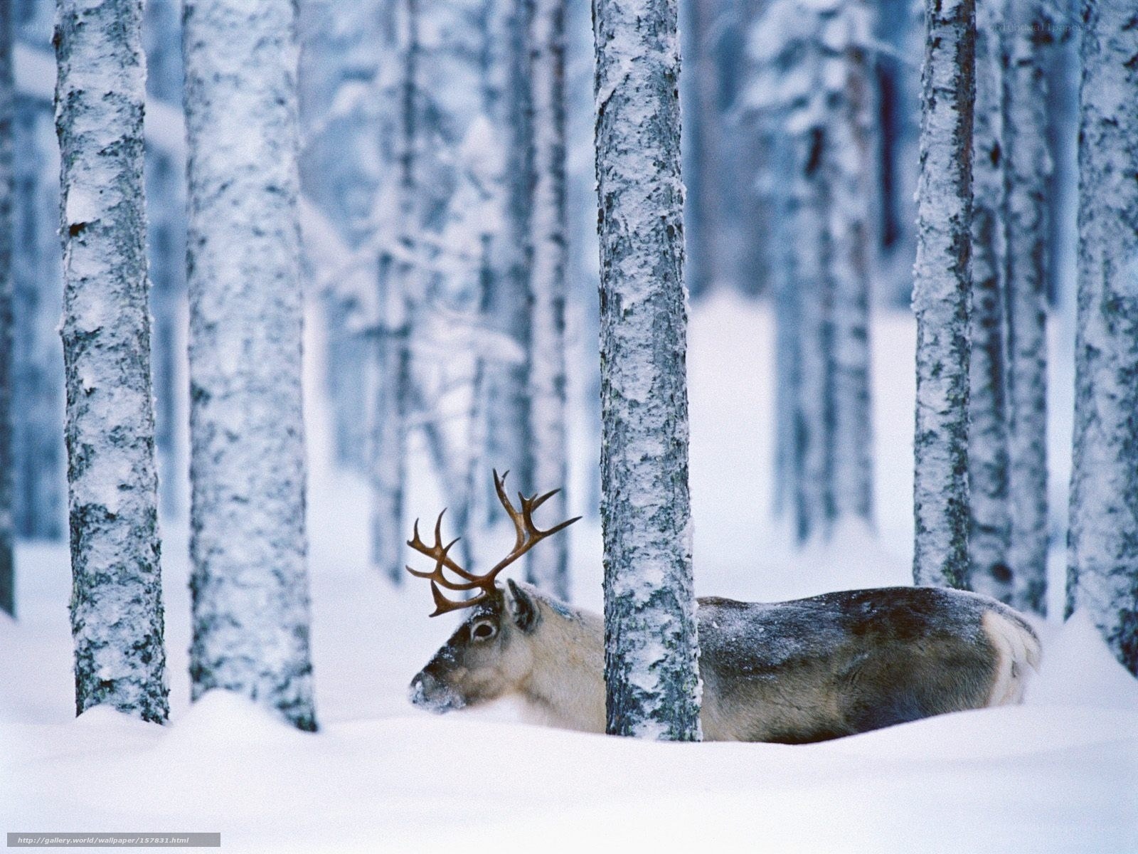 Reindeer in snowy forest